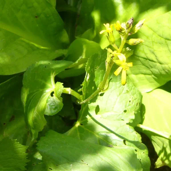 カイタカラコウ