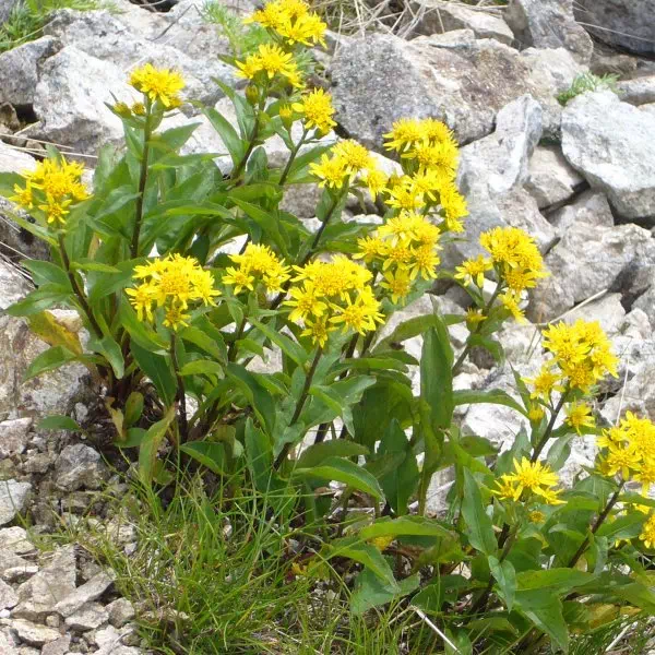 ミヤマアキノキリンソウ