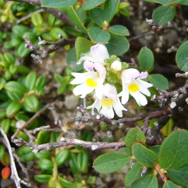 ミヤマコゴメグサ