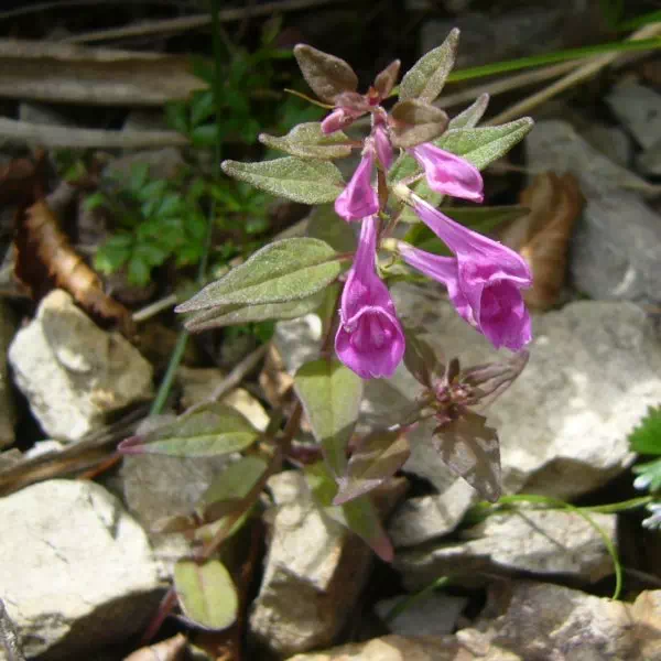 ミヤマママコナ