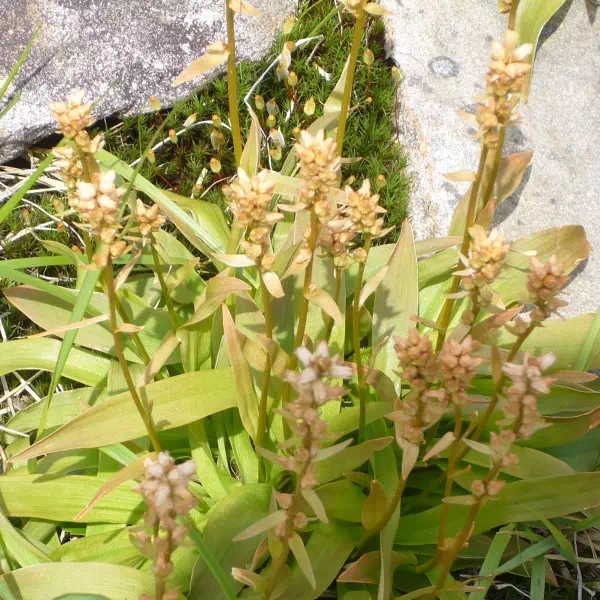 ネバリノギラン