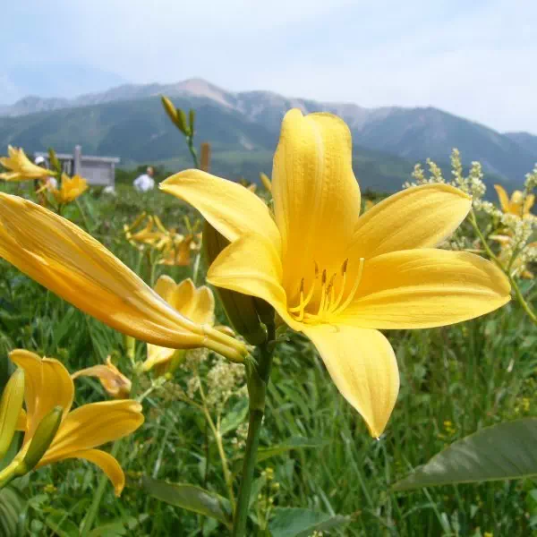 ニッコウキスゲ