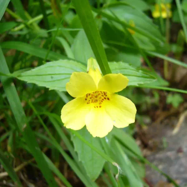 オオバミゾホオズキ