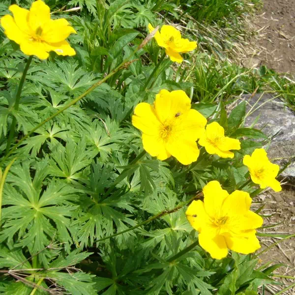 シナノキンバイ