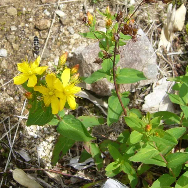 シナノオトギリ