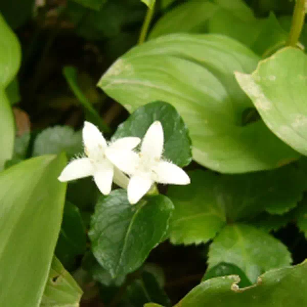 ツルアリドウシ