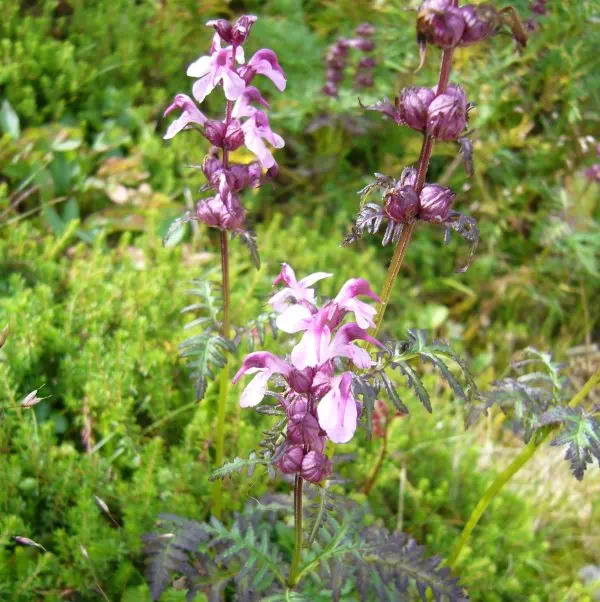 ヨツバシオガマ