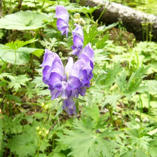 ホソバトリカブト