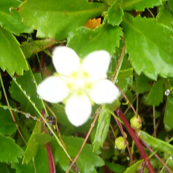 コウメバチソウ