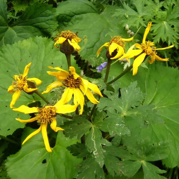 マルバダケブキ