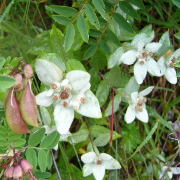 ミネウスユキソウ