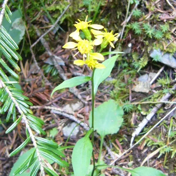 ミヤマアキノキリンソウ