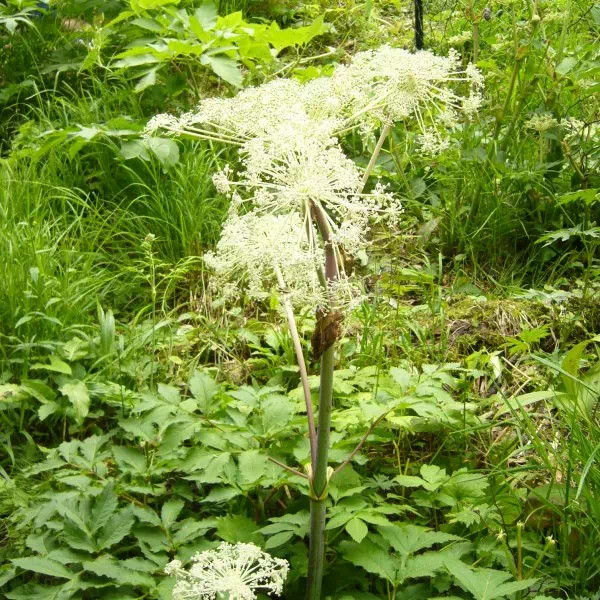 ミヤマシシウド