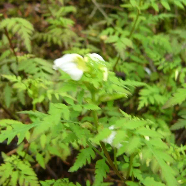 セリバシオガマ