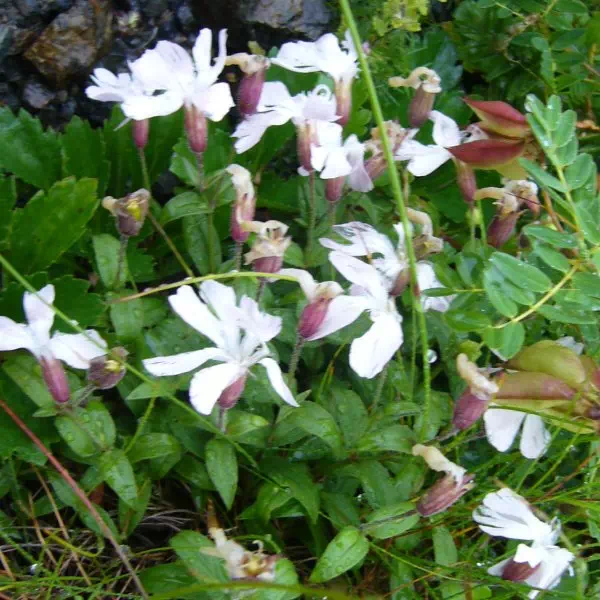 シロバナタカネビランジ