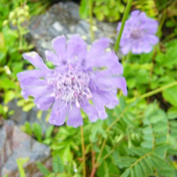 タカネマツムシソウ