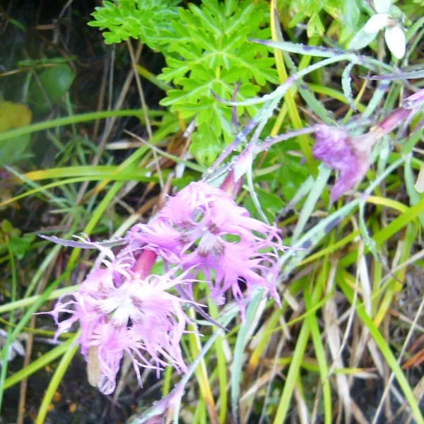 タカネナデシコ