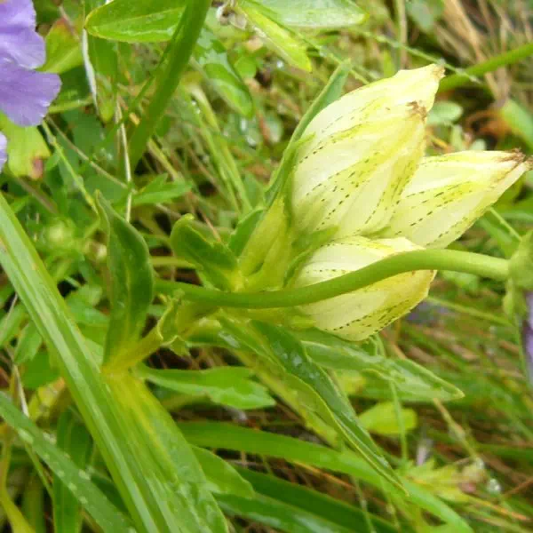 トウヤクリンドウ