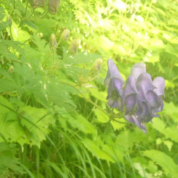 ホソバトリカブト