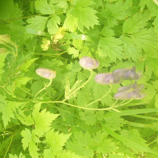 キタザワブシ キタザワブシ