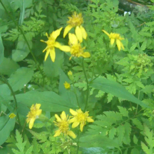 ミヤマアキノキリンソウ