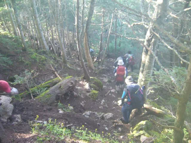 大蔵尾根下り 大蔵尾根下り