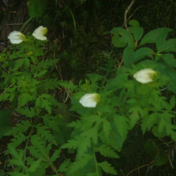 セリバシオガマ