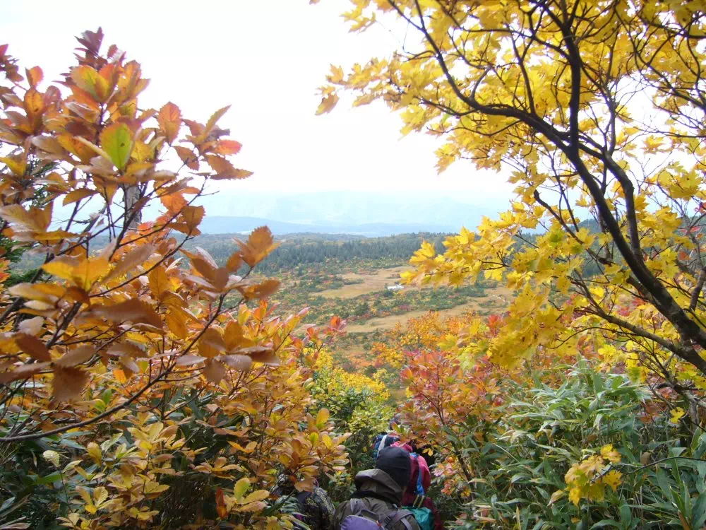 下毛無岱への下り 下毛無岱への下り