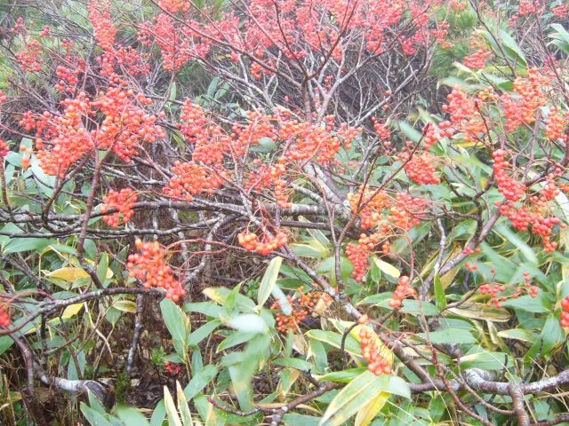 ナナカマド ナナカマド