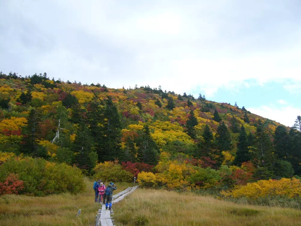 斜面の紅葉 斜面の紅葉