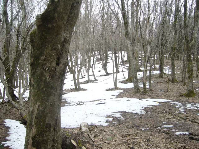 広い尾根道 広い尾根道