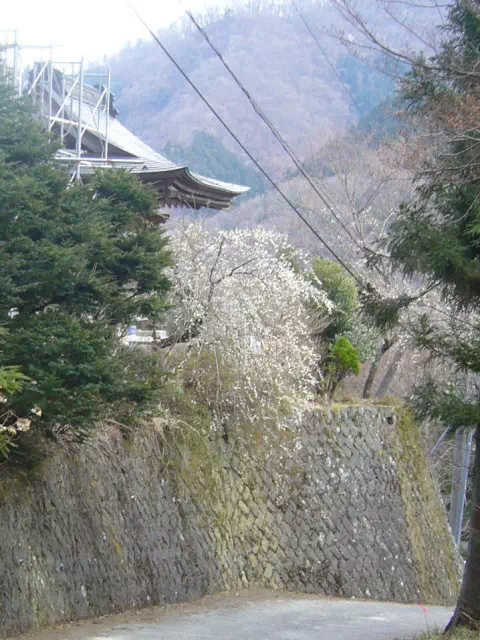 お寺の梅 お寺の梅