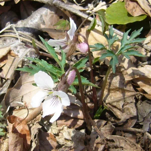 エイザンスミレ