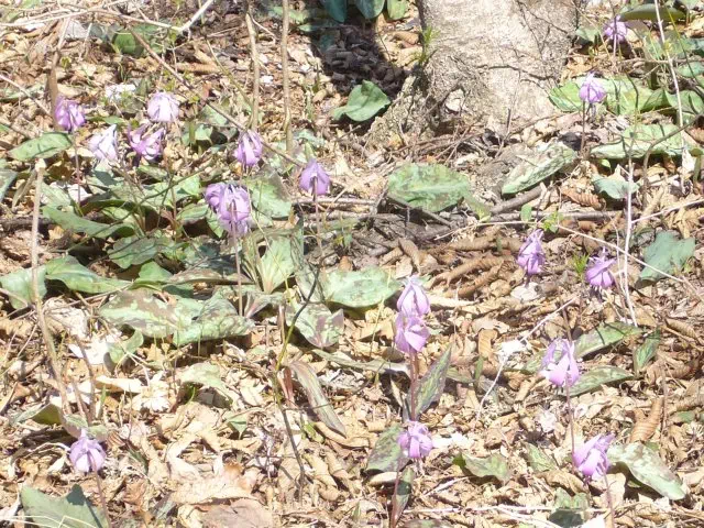 カタクリ群落