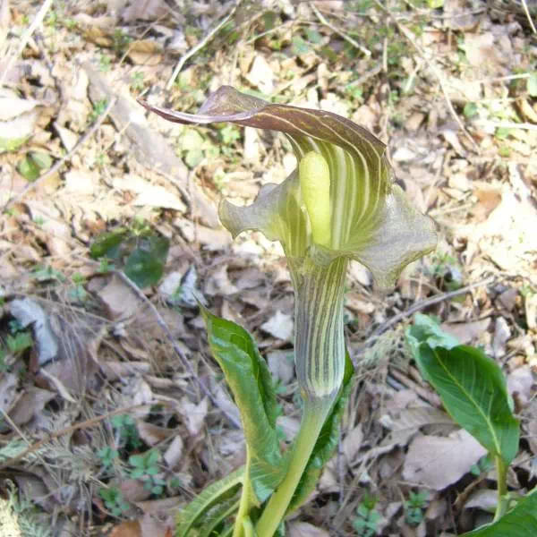 ミミガタテンナンショウ