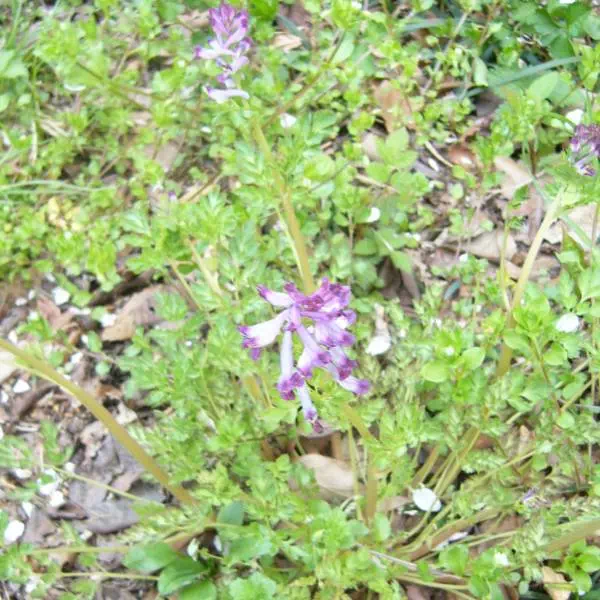 ムラサキケマン