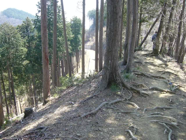 林道沿いの尾根