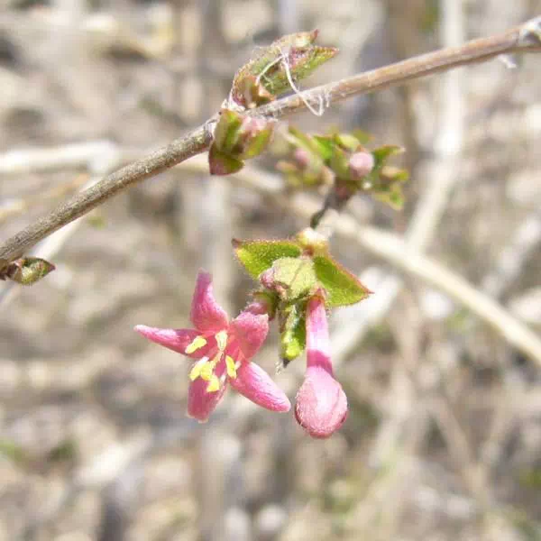 ウグイスカグラ