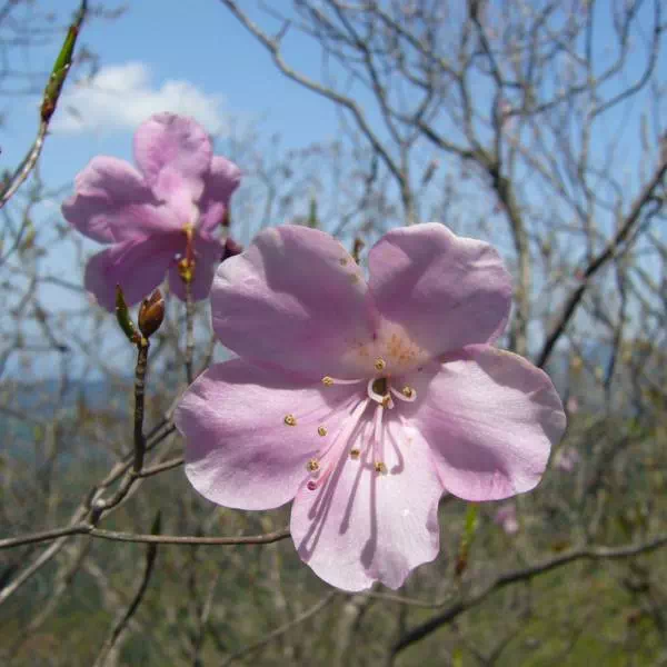 アカヤシオ アカヤシオ