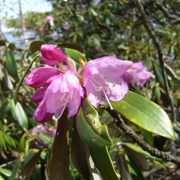 アズマシャクナゲ アズマシャクナゲ
