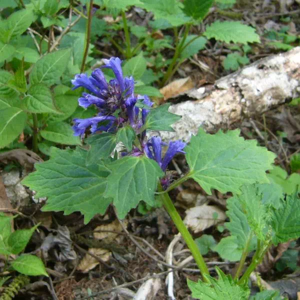 ヒイラギソウ ヒイラギソウ