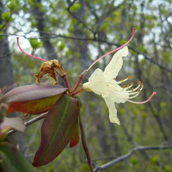 ヒカゲツツジ ヒカゲツツジ