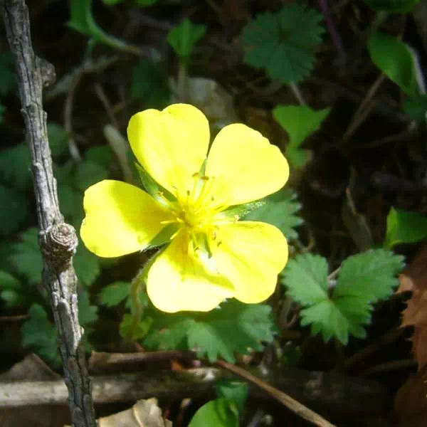 ミツバツチグリ ミツバツチグリ