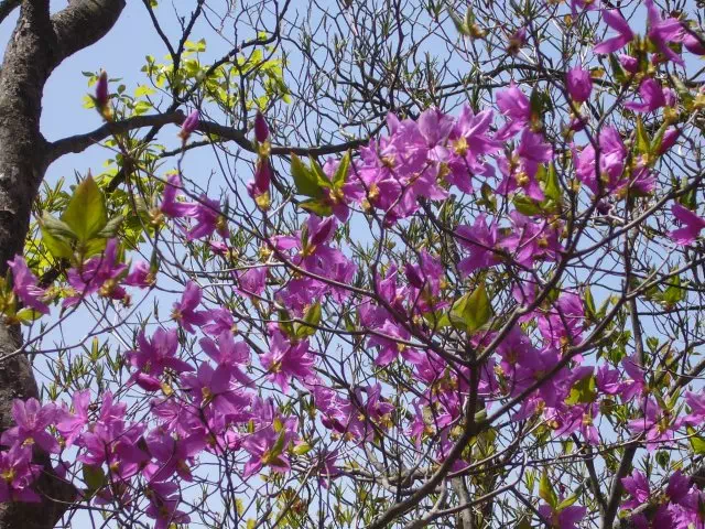 東国三つ葉躑躅 東国三つ葉躑躅