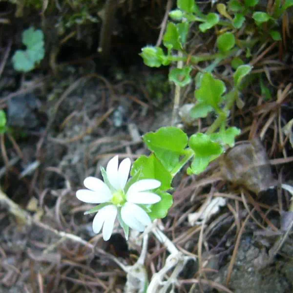 ミヤマハコベ ミヤマハコベ