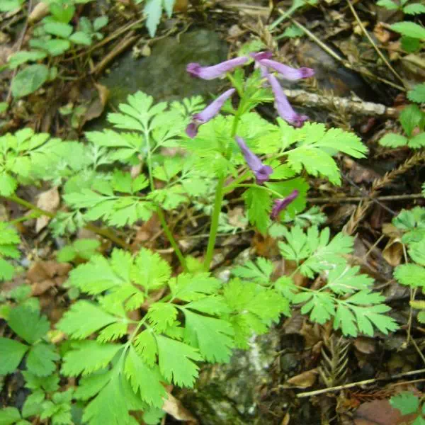 ムラサキケマン ムラサキケマン