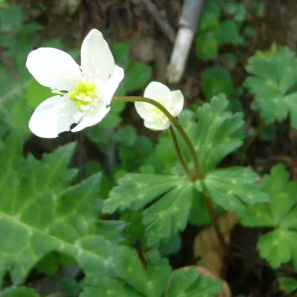 ニリンソウ ニリンソウ