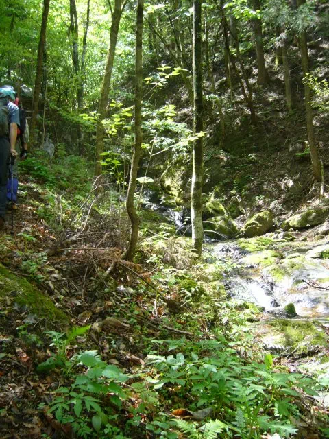 沢沿い登り 沢沿い登り