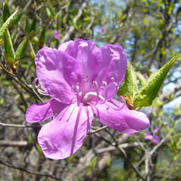 トウゴクミツバツツジ トウゴクミツバツツジ