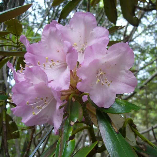 アズマシャクナゲ